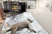 宠物店火灾监控曝光，店长冒死救生感动全网：没人比我更知道位置