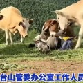 疑似反转！五台山游客被牛群踩踏，当事人道出实情，否认喂牛肉干