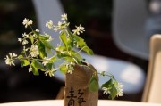 电脑桌静心摆件摆放技巧是什么？如何营造舒适环境？