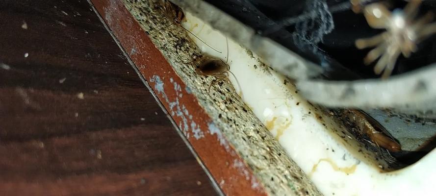 洗碗机使用中出现蟑螂怎么办？有效预防措施有哪些？