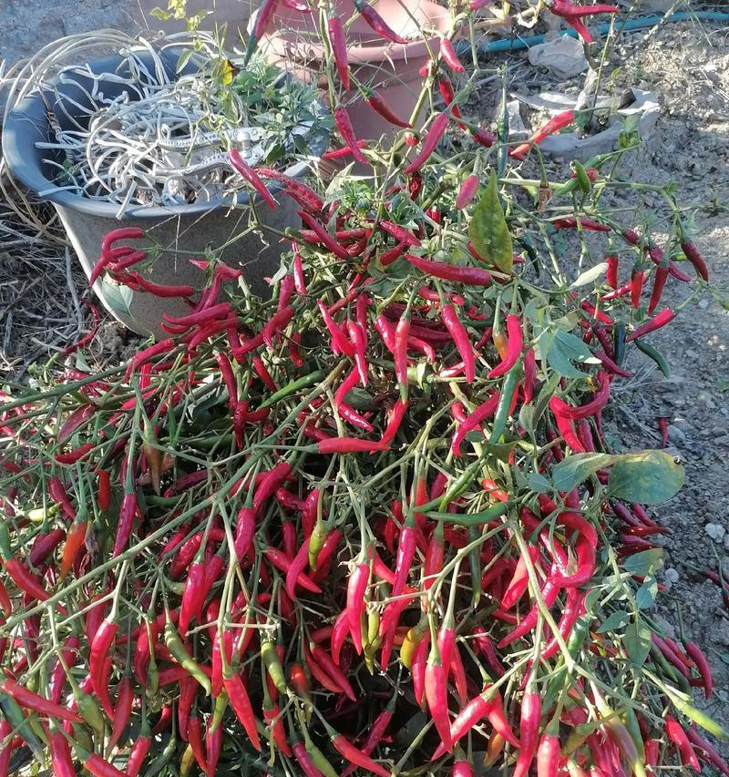 小辣椒手机拍照效果如何？