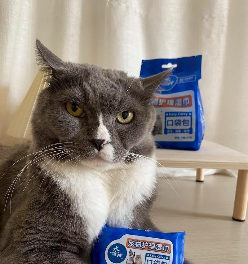 猫警官摄像头如何与手机连接？操作指南是什么？
