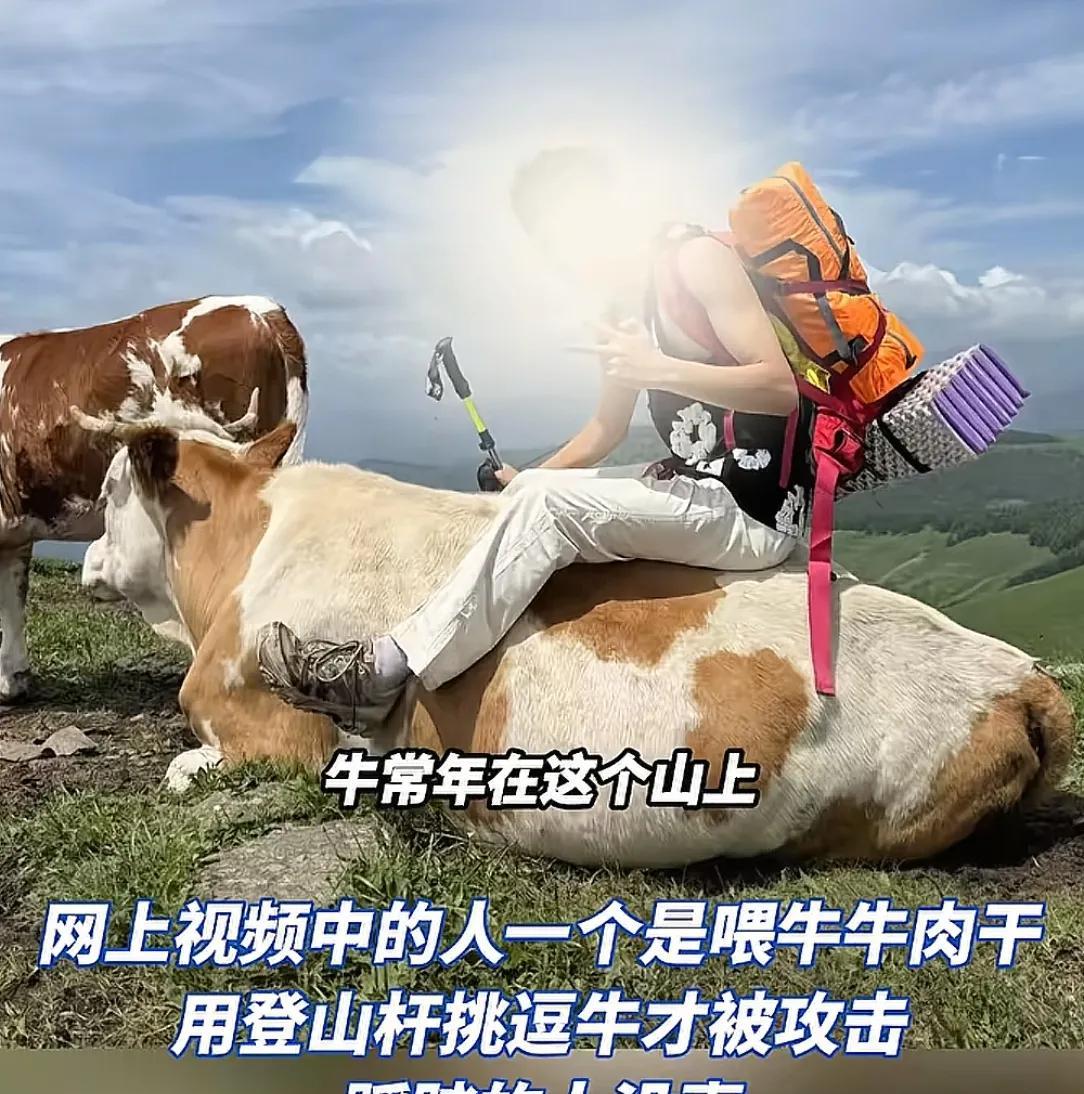 疑似反转！五台山游客被牛群踩踏，当事人道出实情，否认喂牛肉干