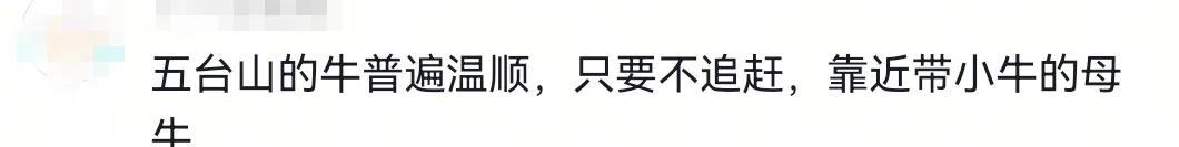 疑似反转！五台山游客被牛群踩踏，当事人道出实情，否认喂牛肉干
