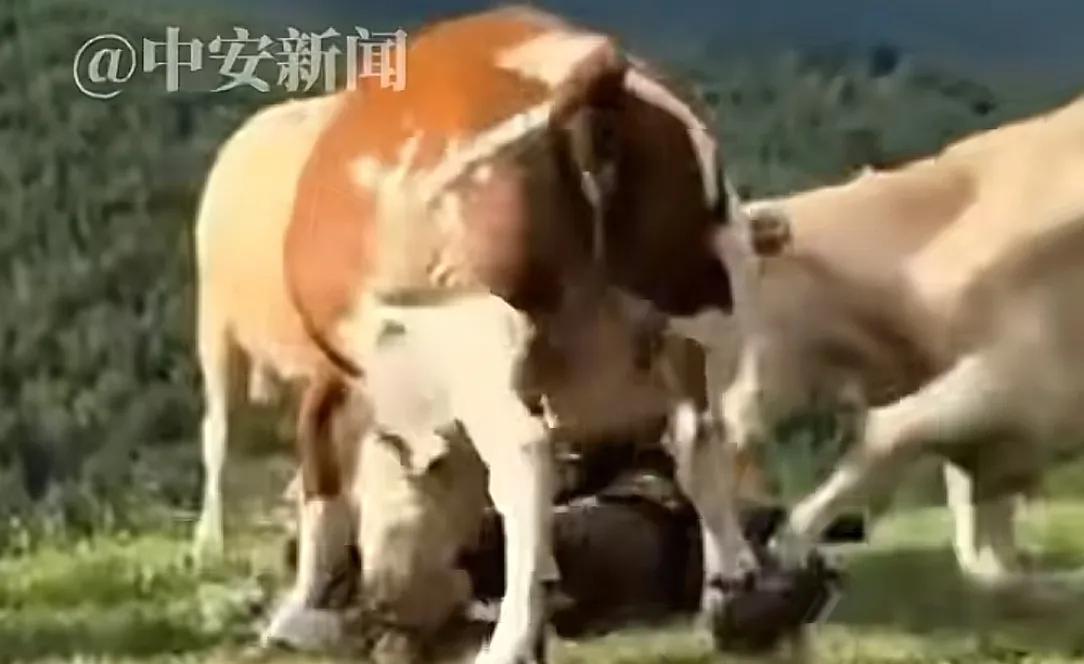 疑似反转！五台山游客被牛群踩踏，当事人道出实情，否认喂牛肉干