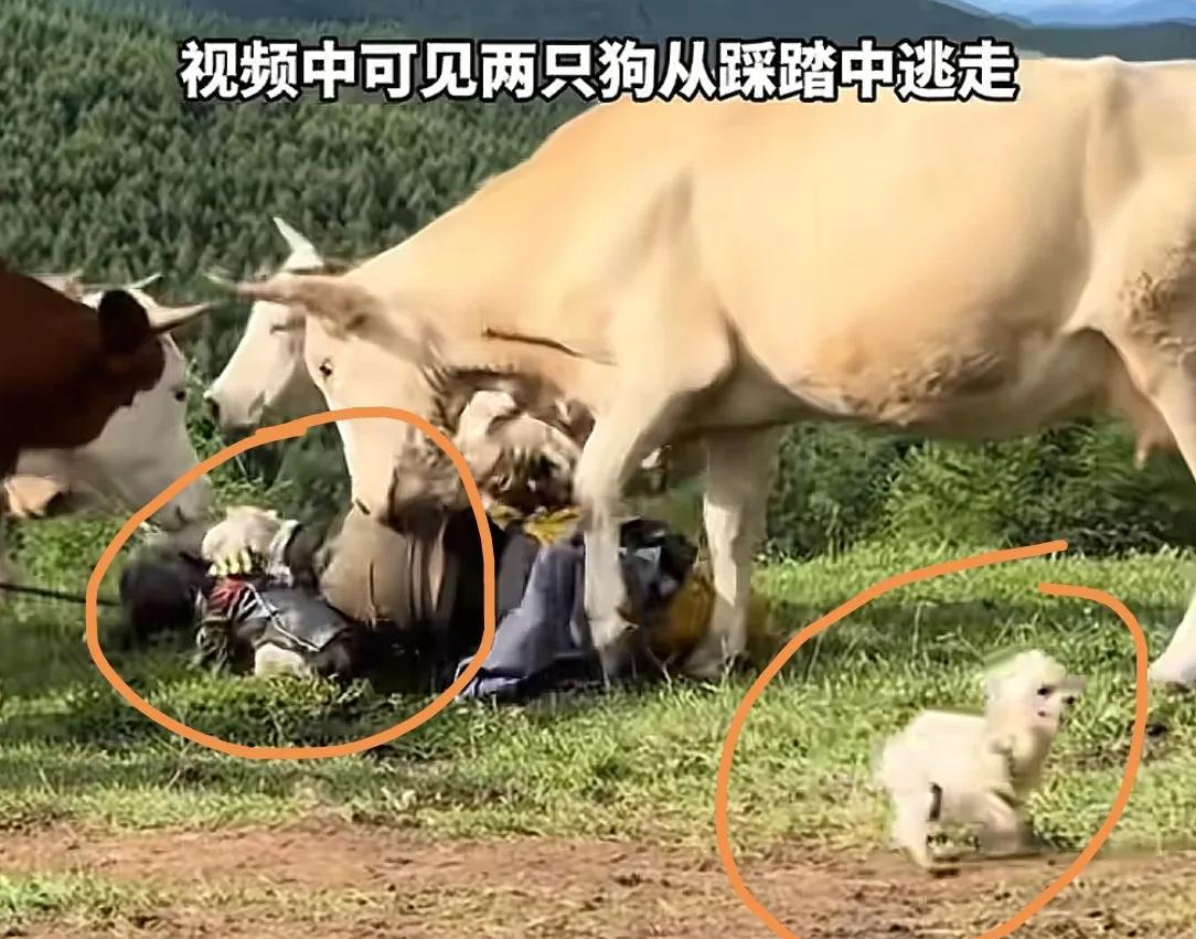 疑似反转！五台山游客被牛群踩踏，当事人道出实情，否认喂牛肉干