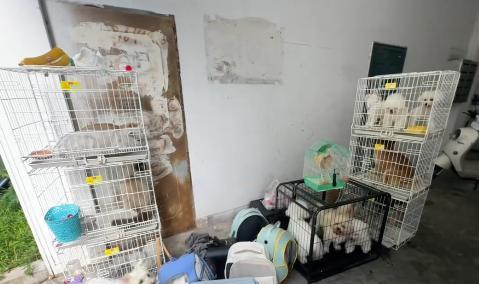 宠物店火灾监控曝光，店长冒死救生感动全网：没人比我更知道位置