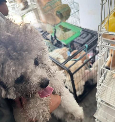 宠物店火灾监控曝光，店长冒死救生感动全网：没人比我更知道位置