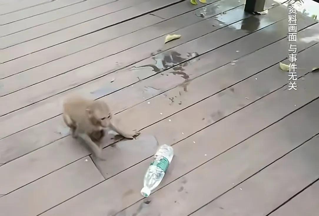 你再打猴我打你！保洁大爷驱赶猴子被一南京游客辱骂，公园回应