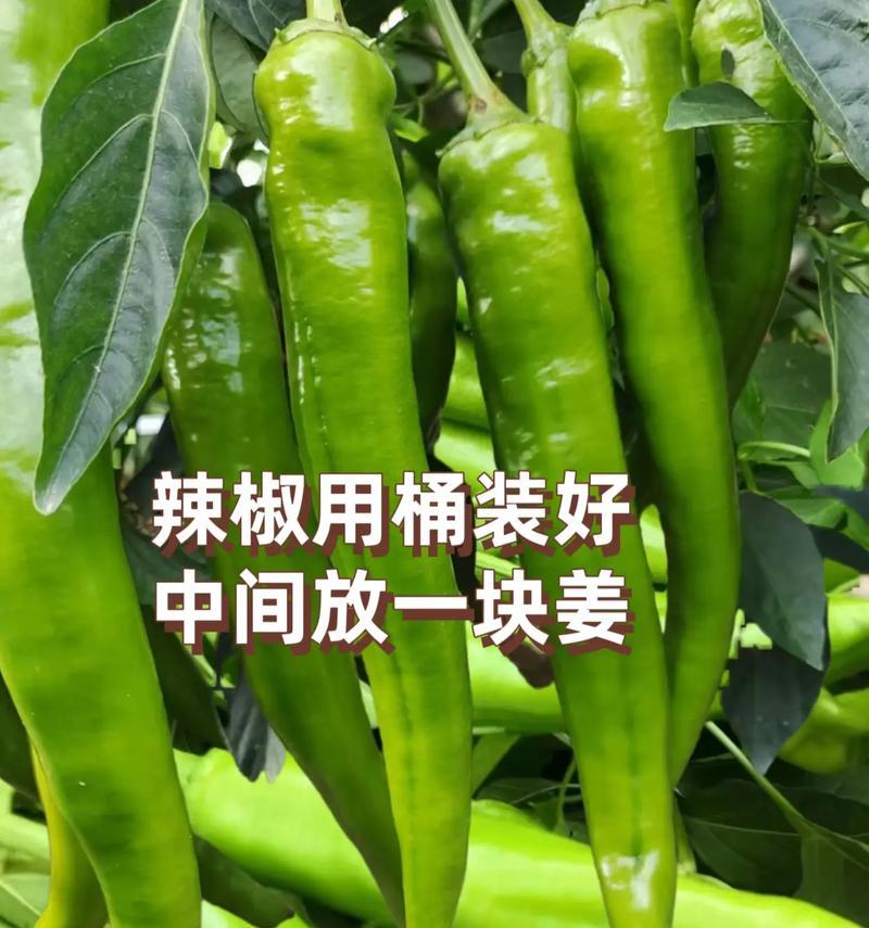 辣椒冰柜储存方法，让香辣保鲜更持久（掌握正确的冷藏方式，让辣椒焕发长久风味）