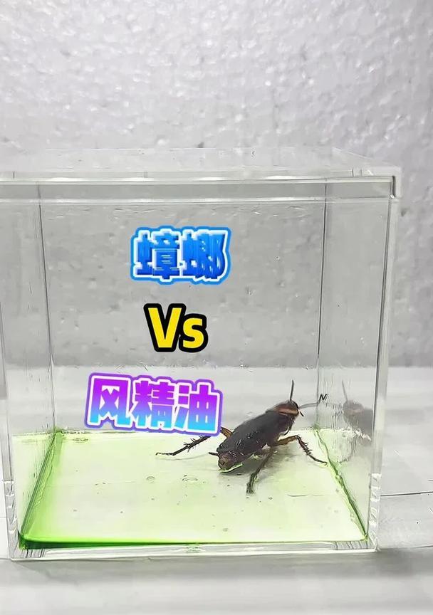 蟑螂进入笔记本电脑，如何处理（应对蟑螂入侵笔记本电脑的有效方法）