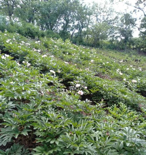 以白鲜皮种子冰柜催芽方法（冰柜催芽白鲜皮种子的高效种植技巧）